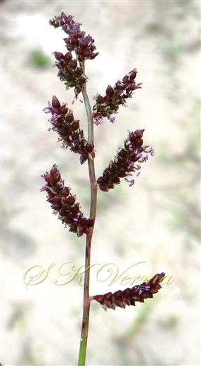  Inflorescence axis bearing racemes